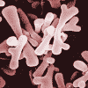 Bifidobacterium