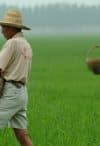 Farmers fertilizing an aerobic rice field