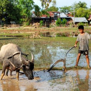 A child ploughing the land with a water buffalo in Don Det, Si Pan Don, Laos