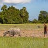 Man plowing with a water buffalo in the paddy fields of Don Puay (Si Phan Don), Laos