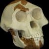 Reconstructed replica of the skull of “Lucy,” a 3.2-million-year-old Australopithecus afarensis