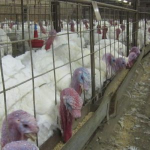 Overcrowding_of_turkeys_found_during_an_undercover_investigation_at_a_factory_farm_in_North_Carolina_owned_by_Butterball._02-owxgqiw7homjhzn962kdwscoi72nk0nyo914f0b87s