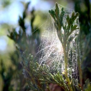 "Web of Life." Credit: cogdogblog 