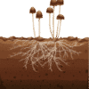 Mushrooms and mycelium in soil