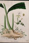 Cardamom plant (Elettaria cardamomum)