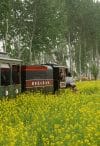 Eco-tourists viewing the rapeseed flower fields in the Commune territory in Jinzhou City, Hebei Province, China in 2023