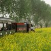 Communal Governance and Production in Rural China Today Eco-tourists viewing the rapeseed flower fields in the Commune territory in Jinzhou City, Hebei Province, China in 2023