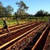 Workers loosen and and rake the topsoil of raised beds at the Organopónico Vivero Alamar in Havana, Cuba