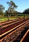 Workers loosen and and rake the topsoil of raised beds at the Organopónico Vivero Alamar in Havana, Cuba